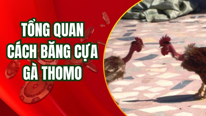 Tổng quan về tầm quan trọng của cách băng cựa gà thomo