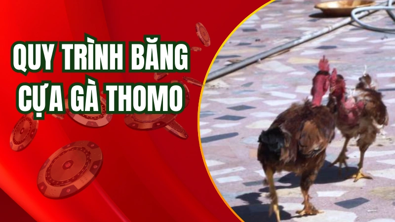 Các bước băng cựa gà Thomo chuẩn chỉ của sư kê chuyên nghiệp