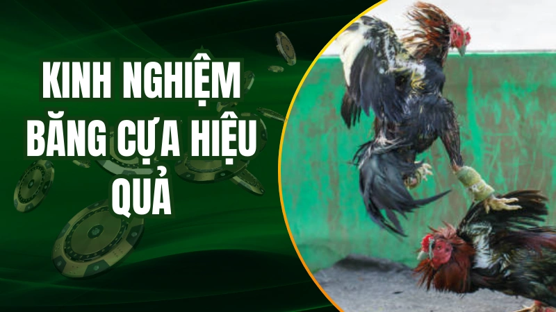 Một số lưu ý khi băng cựa cho gà chiến