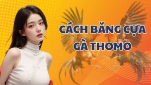 Cách băng cựa gà Thomo an toàn và hiệu quả nhất tại AE888