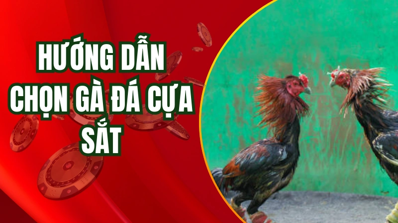 Hướng dẫn các kê thủ cách chọn gà đá cựa sắt hay nhất