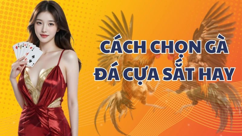 Cách chọn gà đá cựa sắt hay từ sư kê lâu năm tại AE888