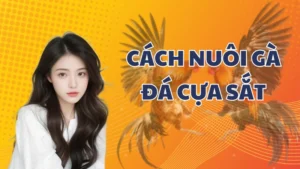 Cách nuôi gà đá cựa sắt qua chọn giống và chế độ ăn