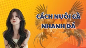 Cách nuôi gà nhanh đá, bí quyết chăm sóc tăng cường sức mạnh