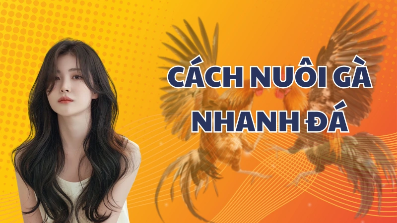 Cách nuôi gà nhanh đá, bí quyết chăm sóc tăng cường sức mạnh