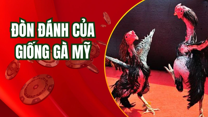 Đòn đánh của giống gà Mỹ cực kỳ mạnh mẽ