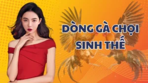 Dòng gà chọi Sinh Thế là gì? Sức mạnh của giống gà đá hiếm có