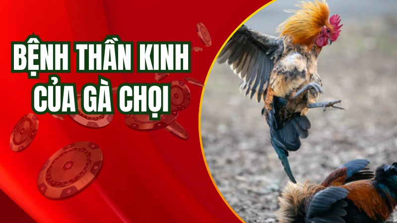 Bệnh thần kinh của gà chọi khiến nó có nguy cơ bị bại liệt