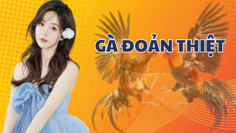 Gà Đoản Thiệt – Bí ẩn giống chiến kê độc đáo và mạnh mẽ