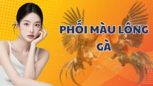 Cách phối màu lông gà chọi cho có bộ lông độc đáo, nổi bật
