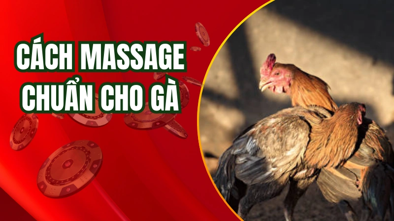 Cách massage chuẩn cho gà chiến