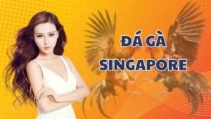 Khám phá về loại hình Đá Gà Singapore cực hấp dẫn tại AE888