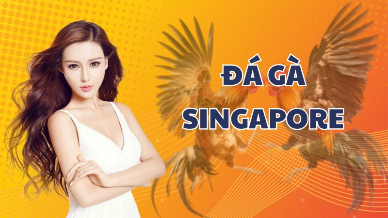 Khám phá về loại hình Đá Gà Singapore cực hấp dẫn tại AE888
